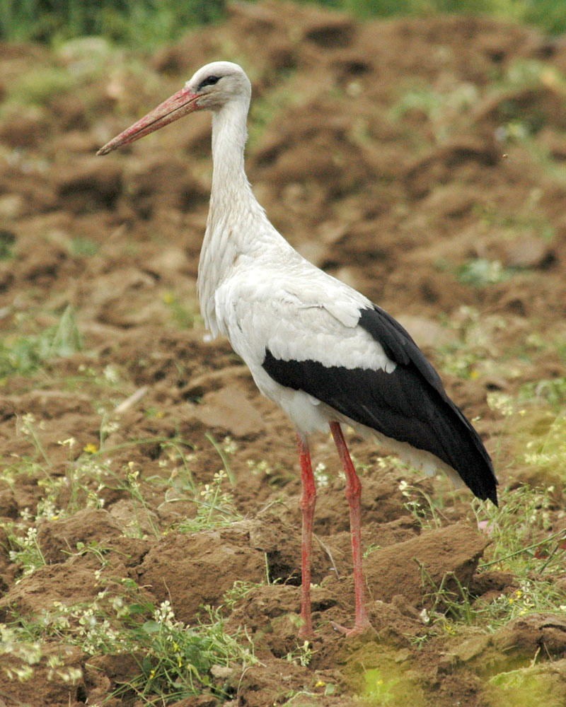 Конкурс "Птицы" C.ciconia