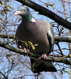 ������. ���� �. �������