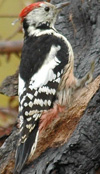 ������� ������� �����. ���� �. �������