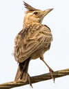 Малабарский жаворонок. Фото С. Елисеев