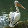 Пеликан кудрявый. Фото В. Шипулин