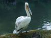 Кудрявый пеликан. Фото В.Шипулин