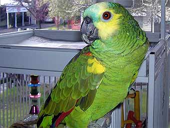 �������. ���� � ����� northernpetcentre.co.uk
