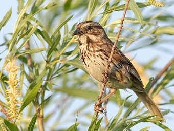 Воробей Melospiza melodia. Фото пользователя Factumquintus с сайта wikipedia.org