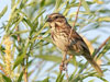 ������� Melospiza melodia. ���� ������������ Factumquintus � ����� wikipedia.org