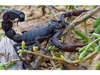 ����������� �������� Androctonus crassicauda. ���� ������������ Dbenbenn � ����� wikipedia.org