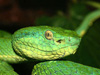 ���� Bothriechis lateralis. ���� ������������ Patrick Gijsbers � ����� wikipedia.org