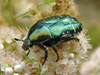 ��������� ���������� (Cetonia aurata). ���� ������������ Chrumps � ����� wikipedia.org