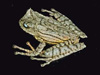 ������� Gastrotheca guentheri. ���� University of Kansas