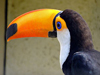 ����� Ramphastos toco. ���� ������������ Simm � ����� wikipedia.org