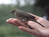 ������-������������ Sylvia atricapilla. ���� � ����� ������������ �������