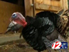 ����� ������. ���� WPRI-TV