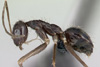 Муравей Paratrechina longicornis. Изображение: antweb.org / Wikipedia