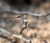 Мухи-убийцы. Фото: Torsten Dikow, Smithsonian Institution National Museum of Natural History, USA