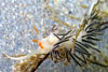 Фото с сайта vladimir.kp.ru: Cratena peregrina