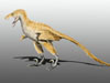 ������� ��� Bambiraptor feinbergi - ����, ������������ ������� � ������������. ����������� ������������ Nobu Tamura � ����� wikipedia.org