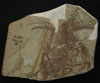 ������� Longipteryx chaoyangensis (IVPP V12325)
