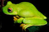 ������� (Litoria dux)