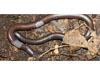 ������ �������� ������� Dibamus dalaiensis
