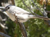 Vireo vicinior