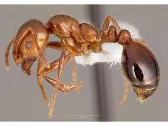Красный огненный муравей Solenopsis invicta
