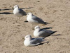 Чайки вида Larus delawarensis. Фото с сайта miami.edu