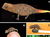 Brookesia Micra, маленький хамелеон