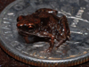 Paedophryne amauensis