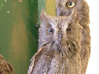 Otus scops