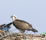 Скопа. Фото С. Елисеев