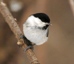 Гаичка буроголовая (пухляк). Фото С. Елисеев